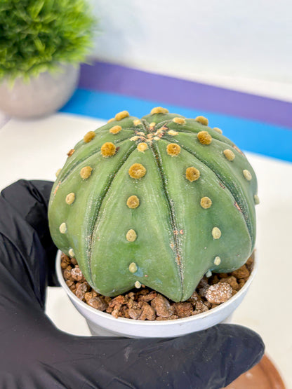 Astrophytum Nudum (at9) (11) | Live Cactus