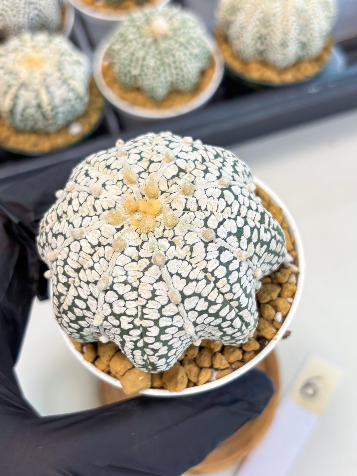 Astrophytum Star Shape (at2) (b6) | Japanese Import