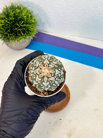 Astrophytum V Type (at5) (11) |  Sea urchin cactus