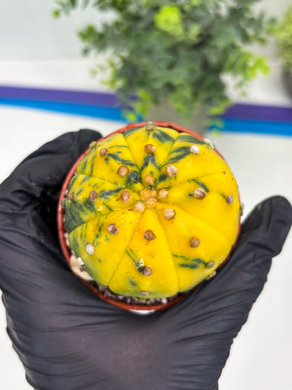 Astrophytum Variegated (T5) (o5) | Nevada Plant Seller | 3" Pot