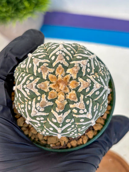 Astrophytum V Type (at2) (11) | Live Plant | Rare Collection