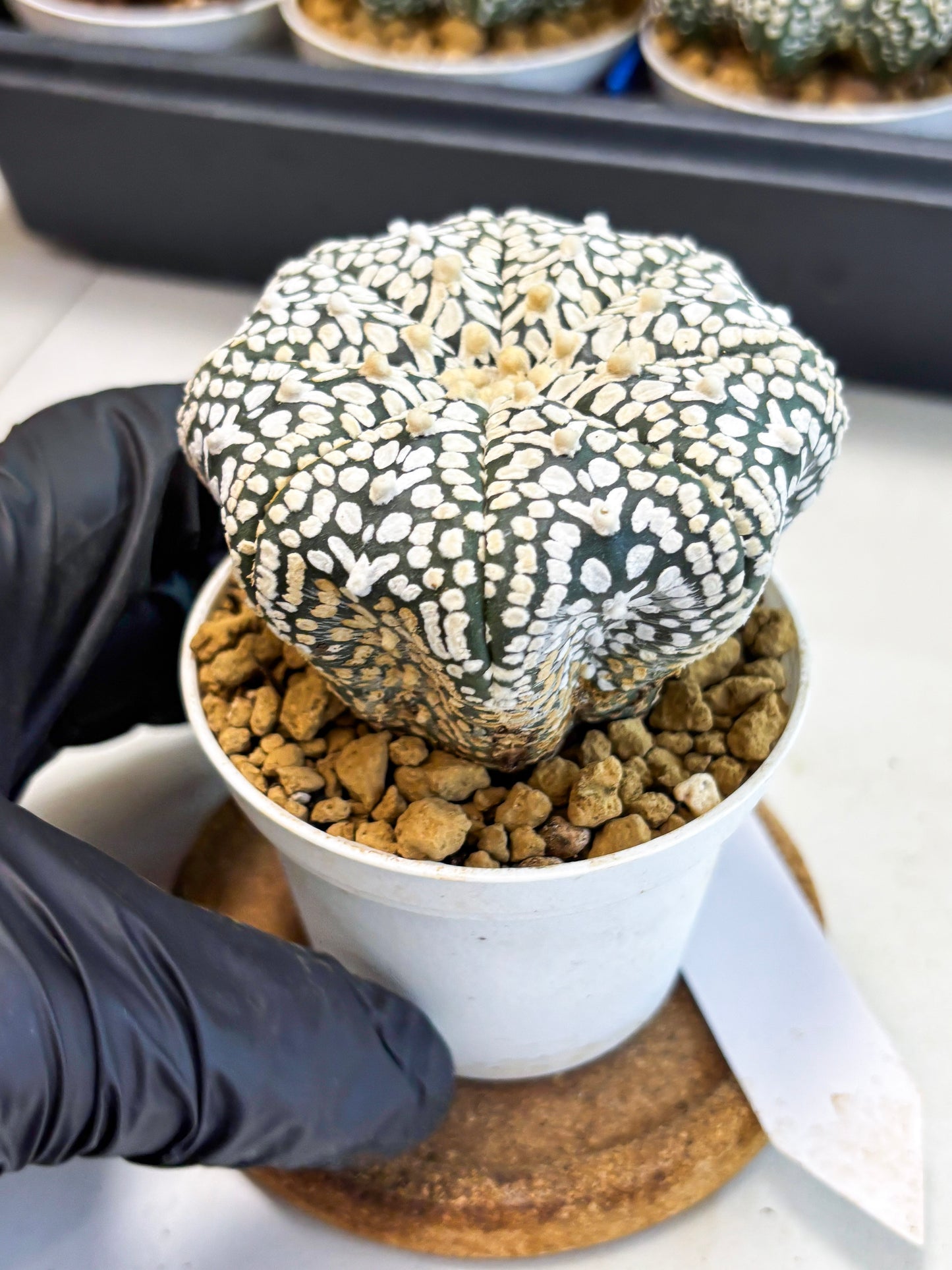 Astrophytum V-Type (at4) (y2) | Ship from Nevada