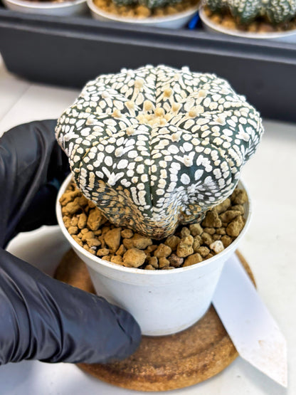 Astrophytum V-Type (at4) (y2) | Ship from Nevada