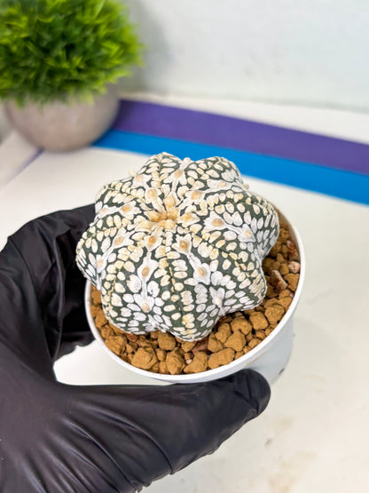 Astrophytum Star Shape (at4) (g1) | Imported Plant