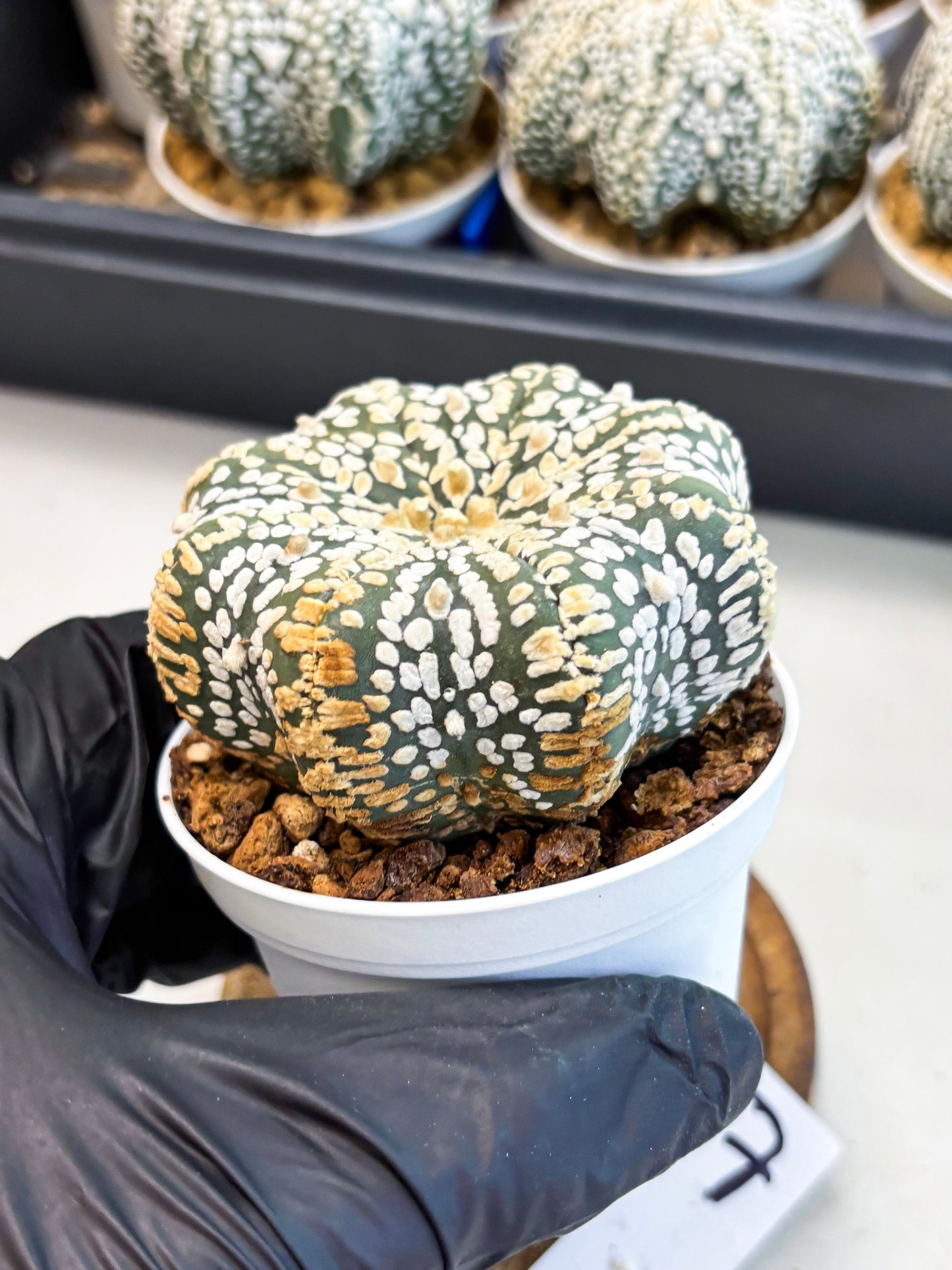 Astrophytum Star Shape (at4) (g7) | Imported Plant
