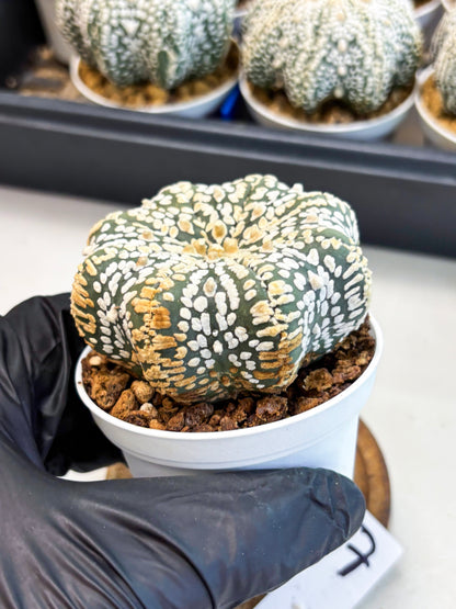 Astrophytum Star Shape (at4) (g7) | Imported Plant