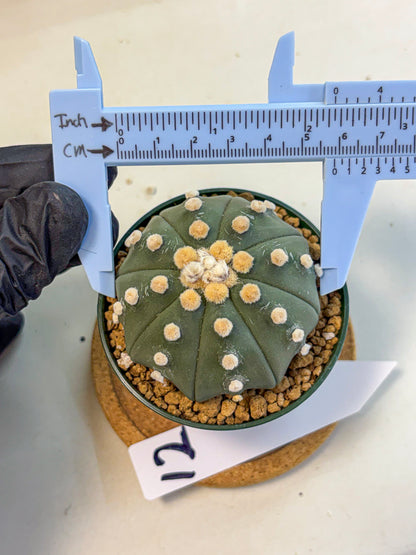 Astrophytum Oobito Nudum (at9) (12) | Cactus Plant