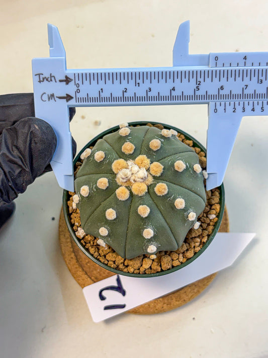Astrophytum Oobito Nudum (at9) (12) | Cactus Plant
