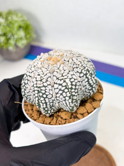 Astrophytum Star Shape (at2) (b6) | Japanese Import