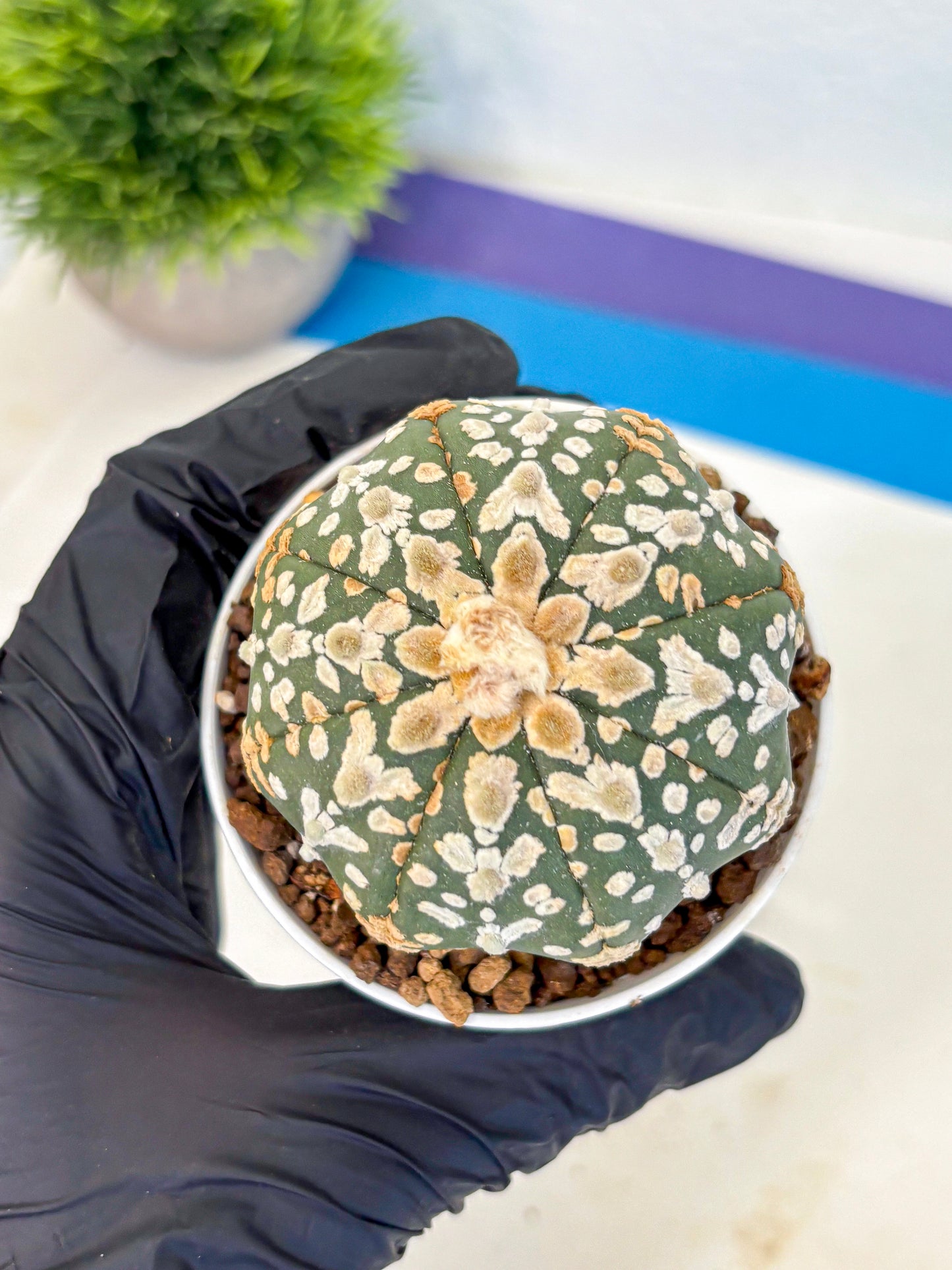 Astrophytum V Type (at5) (11) |  Sea urchin cactus