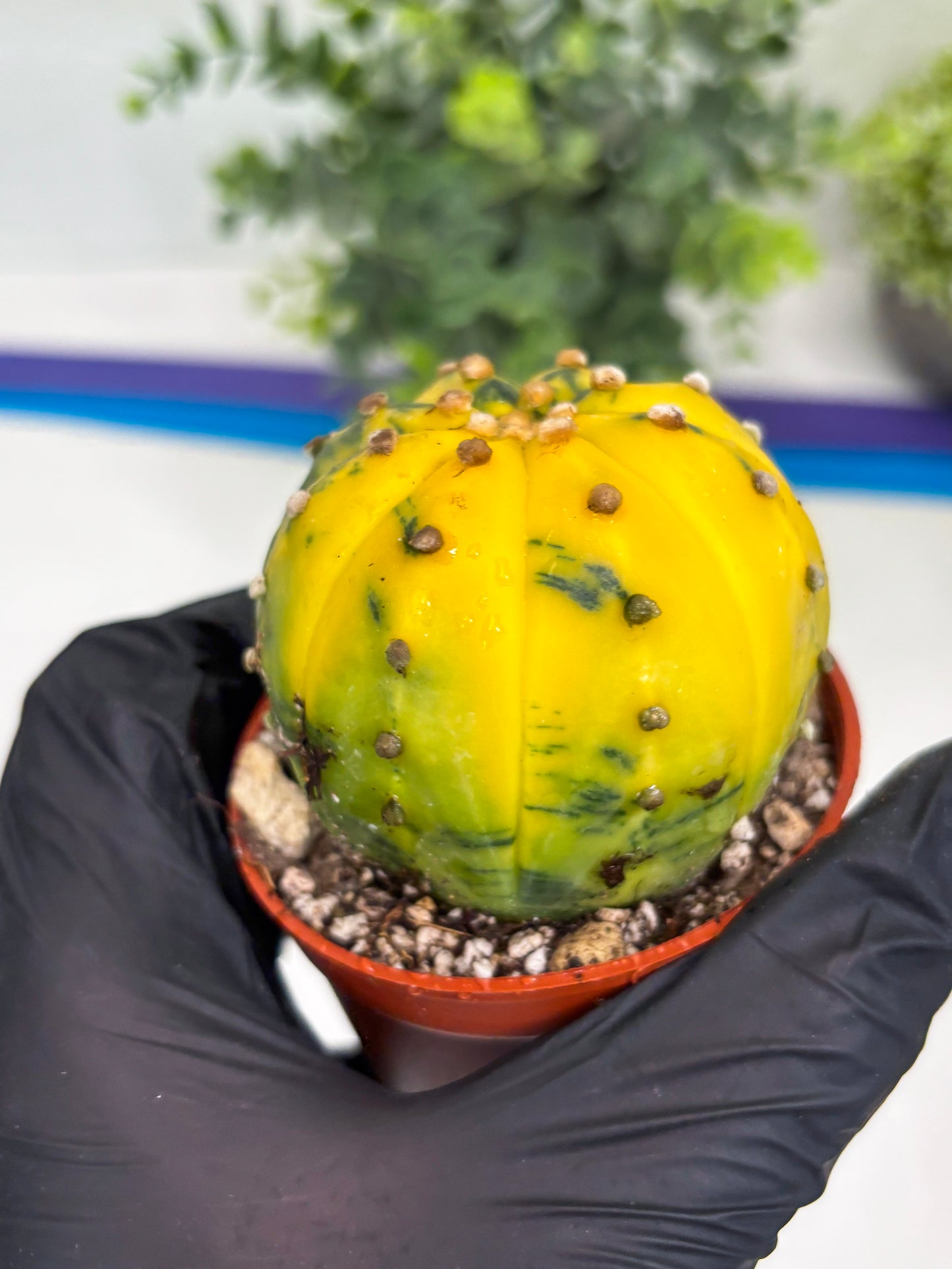 Astrophytum Variegated (T5) (o5) | Nevada Plant Seller | 3" Pot