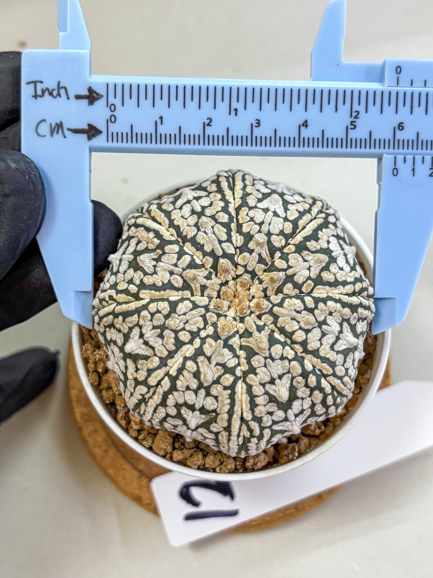 Astrophytum V Type (at2) (12) | Live Plant | Rare Collection