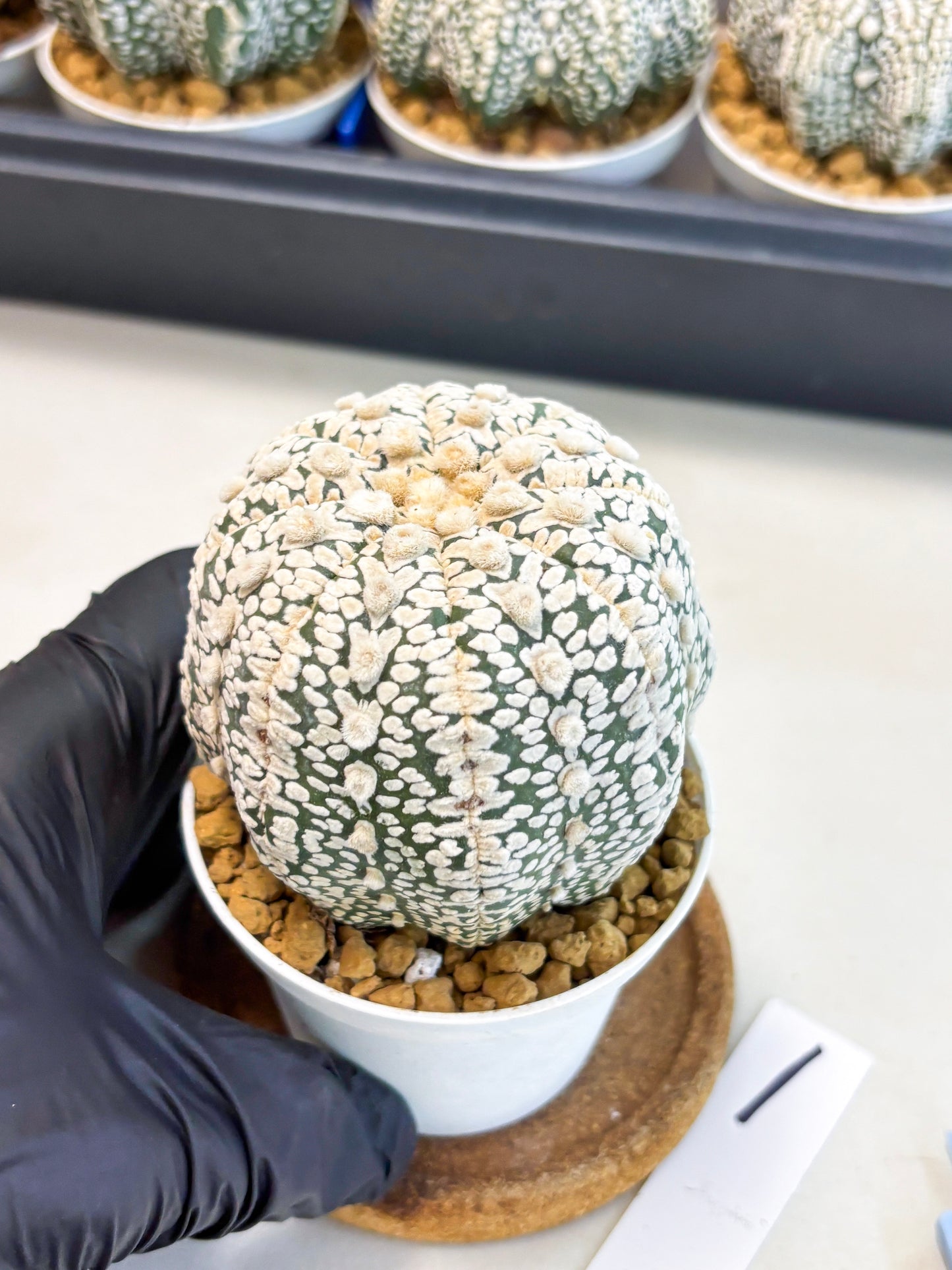 Astrophytum V-Type (at4) (r1) | Ship from Nevada