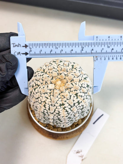 Astrophytum V-Type (at4) (r1) | Ship from Nevada