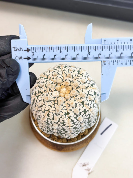Astrophytum V-Type (at4) (r1) | Ship from Nevada