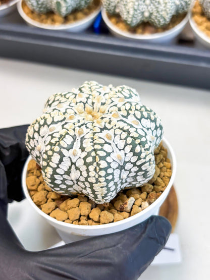 Astrophytum Star Shape (at4) (g1) | Imported Plant