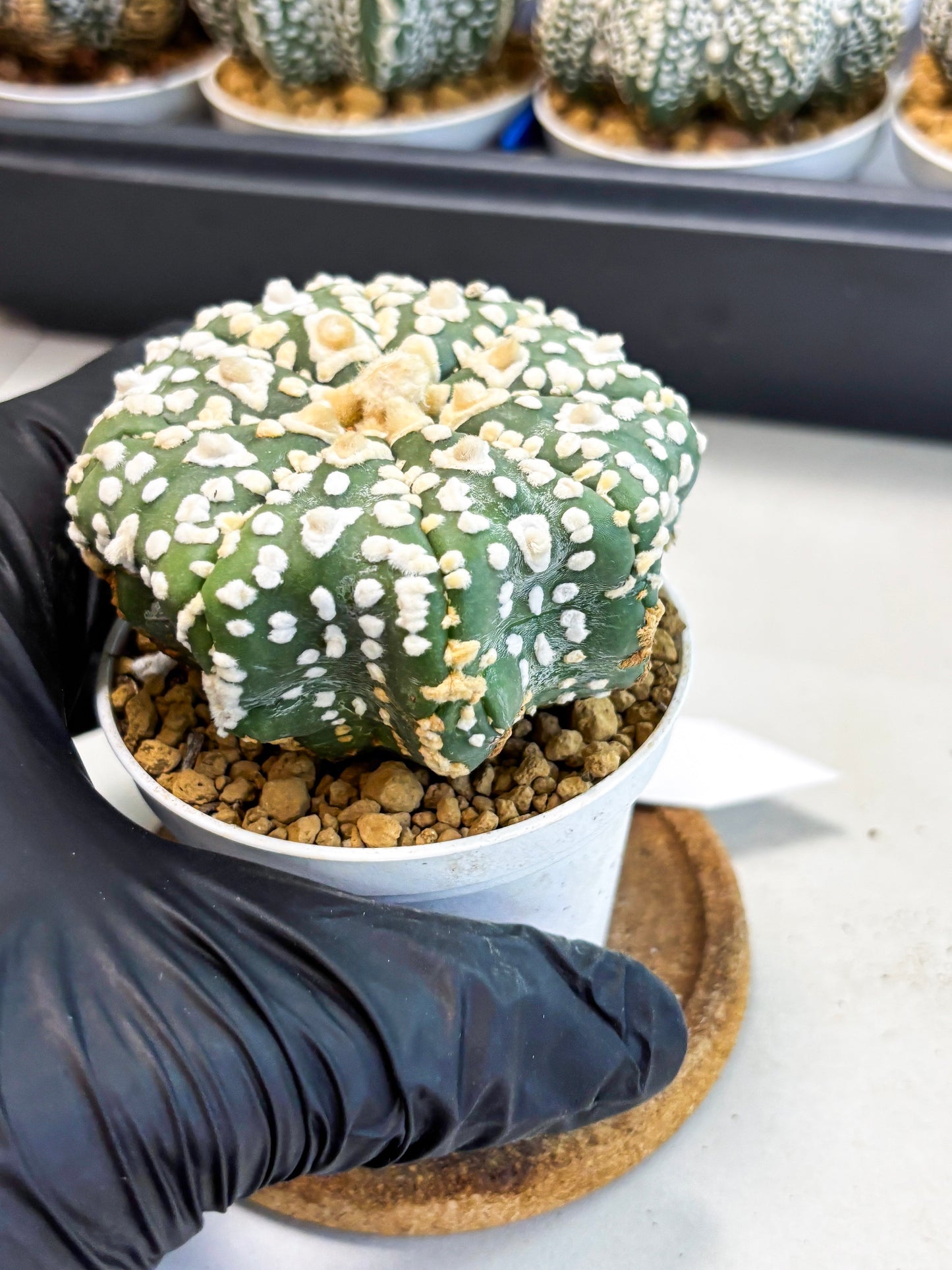 Astrophytum V-Type (at4) (y4) | Ship from Nevada