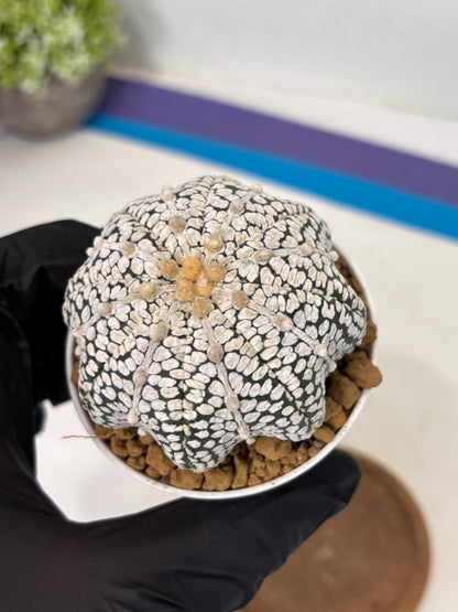 Astrophytum Star Shape (at2) (b6) | Japanese Import