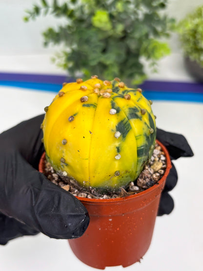 Astrophytum Variegated (T5) (o5) | Nevada Plant Seller | 3" Pot