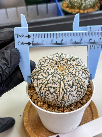 Astrophytum V Type (at2) (12) | Live Plant | Rare Collection