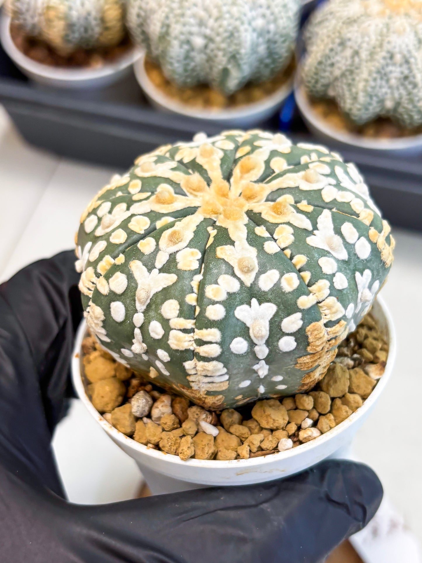 Astrophytum V-Type (at4) (y1) | Ship from Nevada