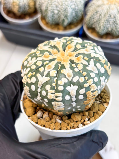 Astrophytum V-Type (at4) (y1) | Ship from Nevada