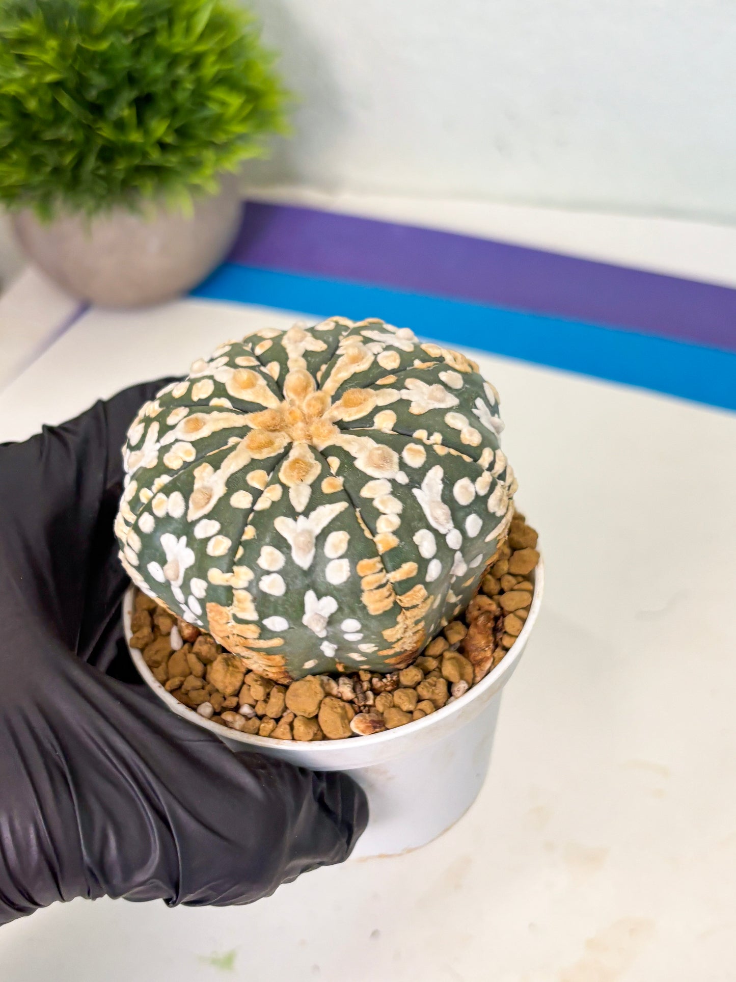Astrophytum V-Type (at4) (y1) | Ship from Nevada