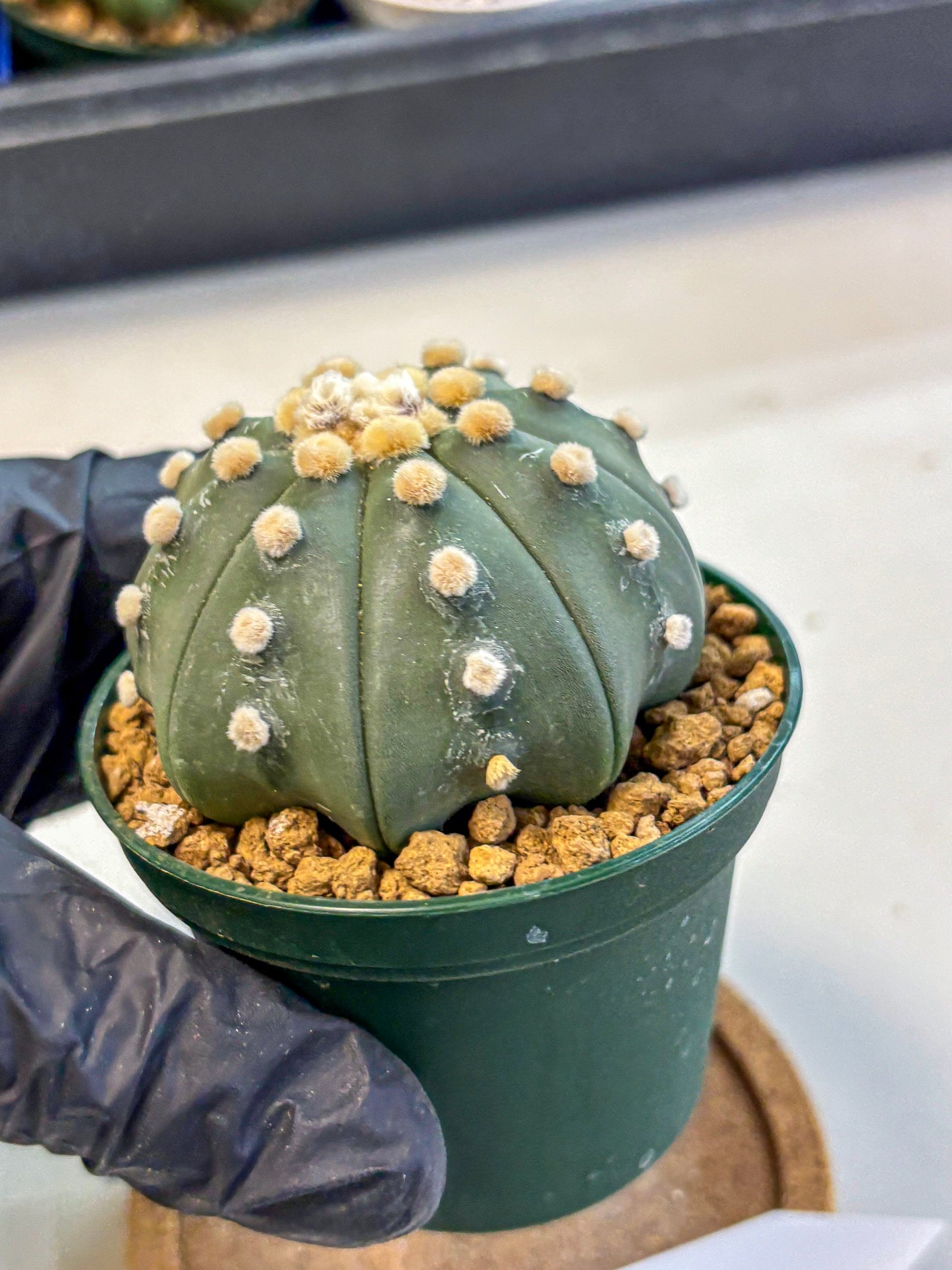 Astrophytum Oobito Nudum (at9) (12) | Cactus Plant