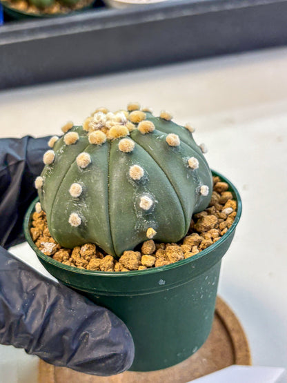Astrophytum Oobito Nudum (at9) (12) | Cactus Plant