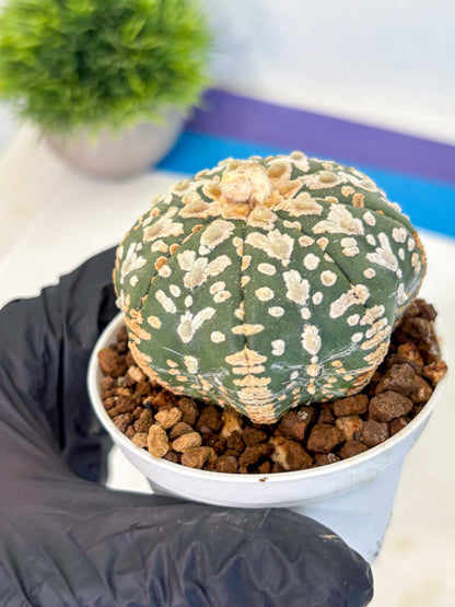 Astrophytum V Type (at5) (11) |  Sea urchin cactus
