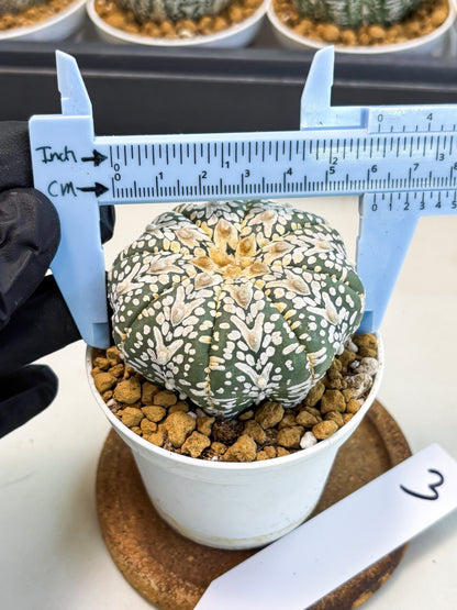 Astrophytum V-Type (at5) (y3) | Rare imported Plant