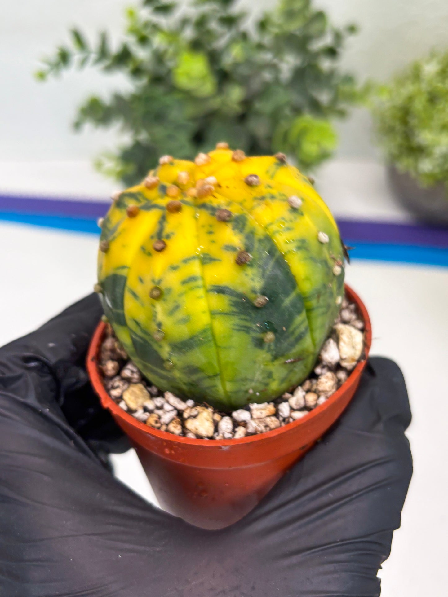 Astrophytum Variegated (T5) (o5) | Nevada Plant Seller | 3" Pot