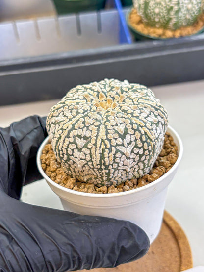 Astrophytum V Type (at2) (12) | Live Plant | Rare Collection
