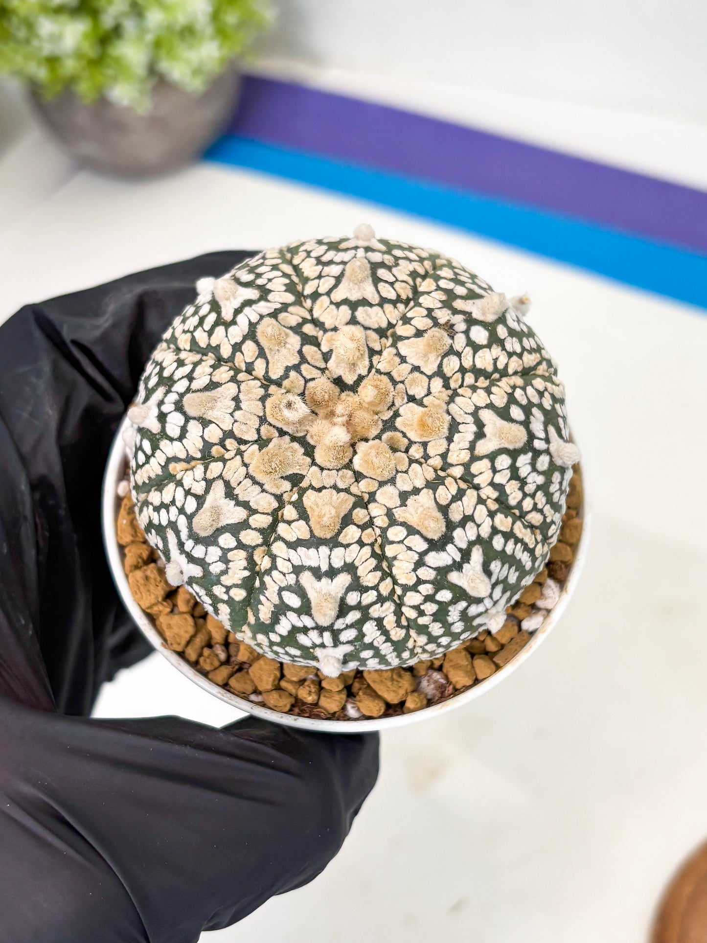 Astrophytum V-Type (at1) (p3) | Imported Cactus