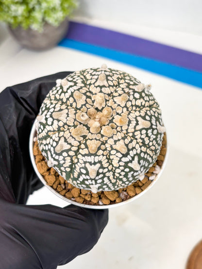 Astrophytum V-Type (at1) (p3) | Imported Cactus