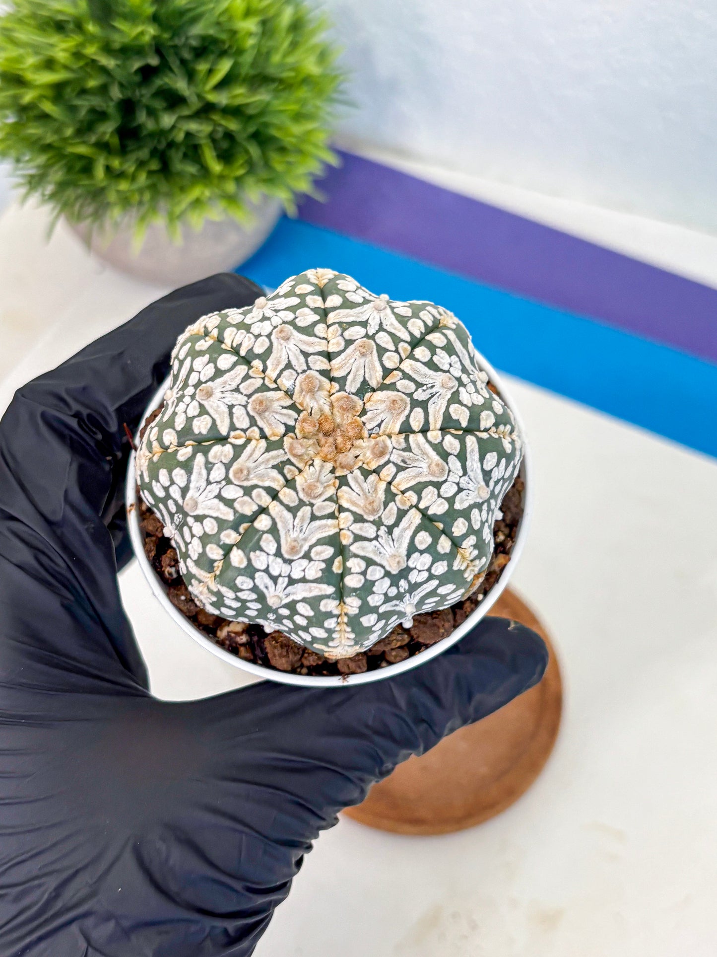 Astrophytum V Type (at5) (01) |  Sea urchin cactus