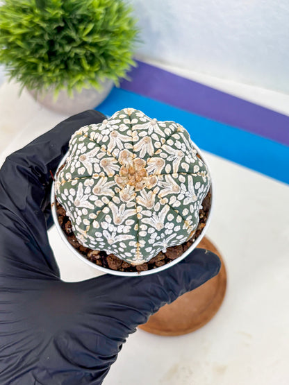 Astrophytum V Type (at5) (01) |  Sea urchin cactus