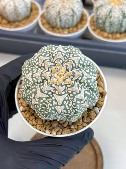 Astrophytum V-Type (at5) (p1) | Rare imported Plant