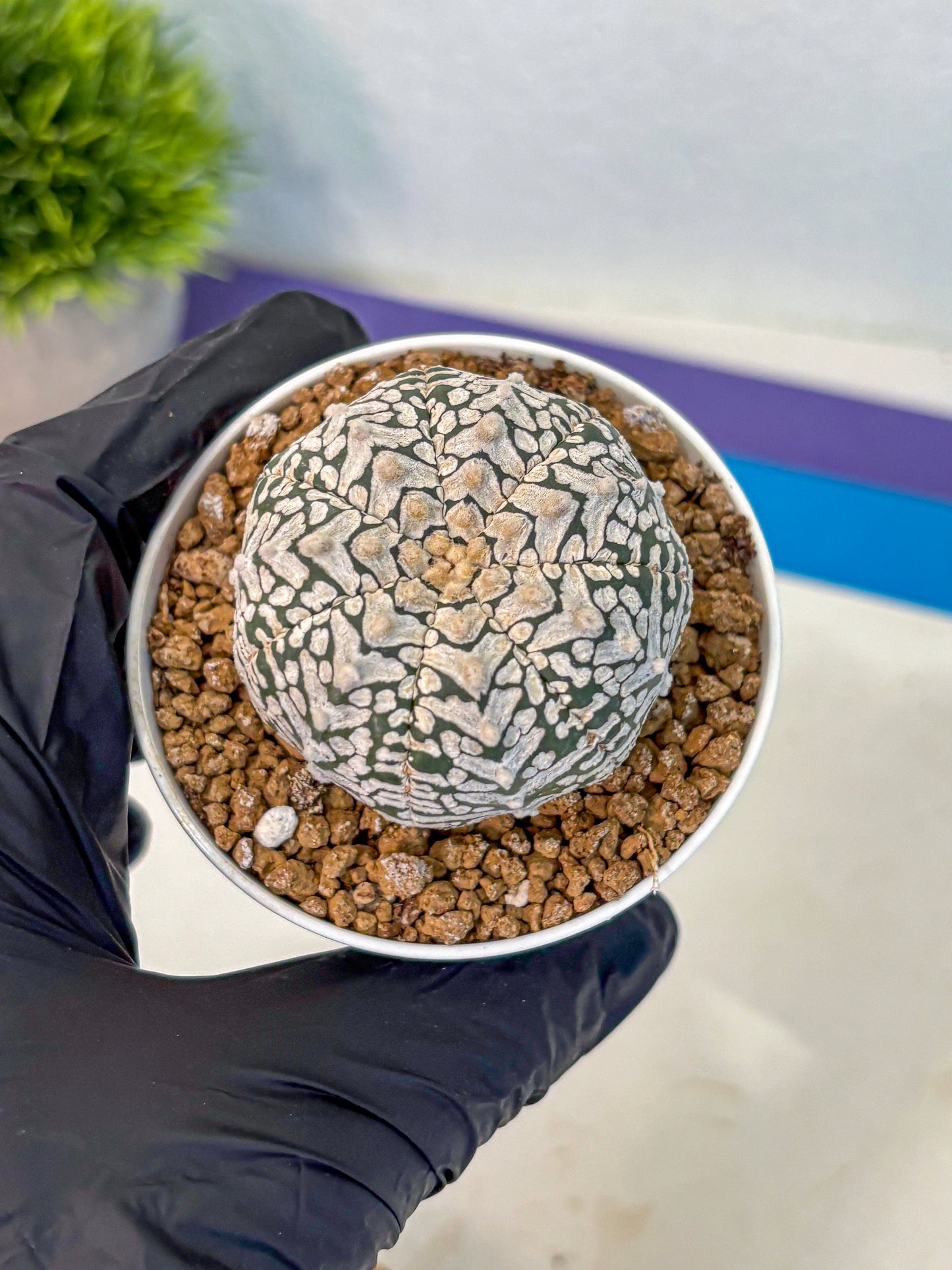 Astrophytum V Type (at2) (01) | Live Plant | Rare Collection