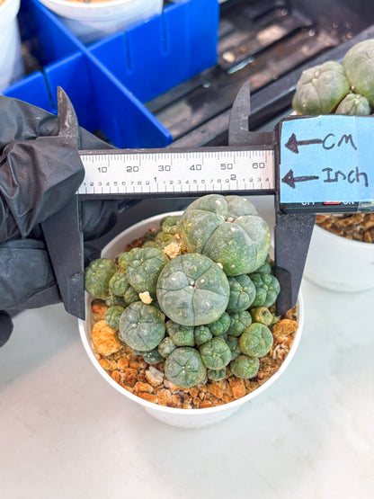 Spineless Cactus (Lo1) (p2) | For Advanced Growers