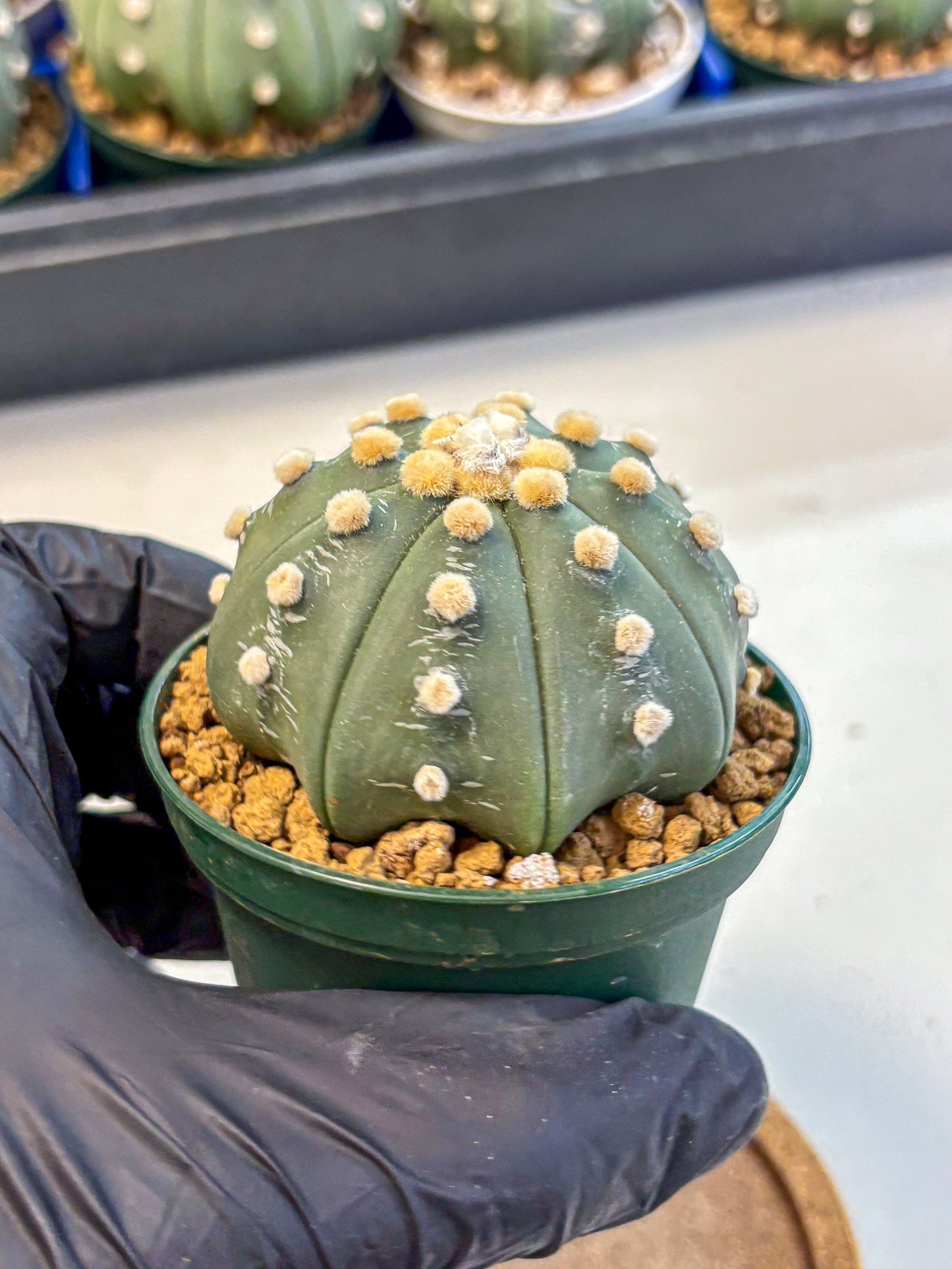 Astrophytum Oobito Nudum (at9) (12) | Cactus Plant