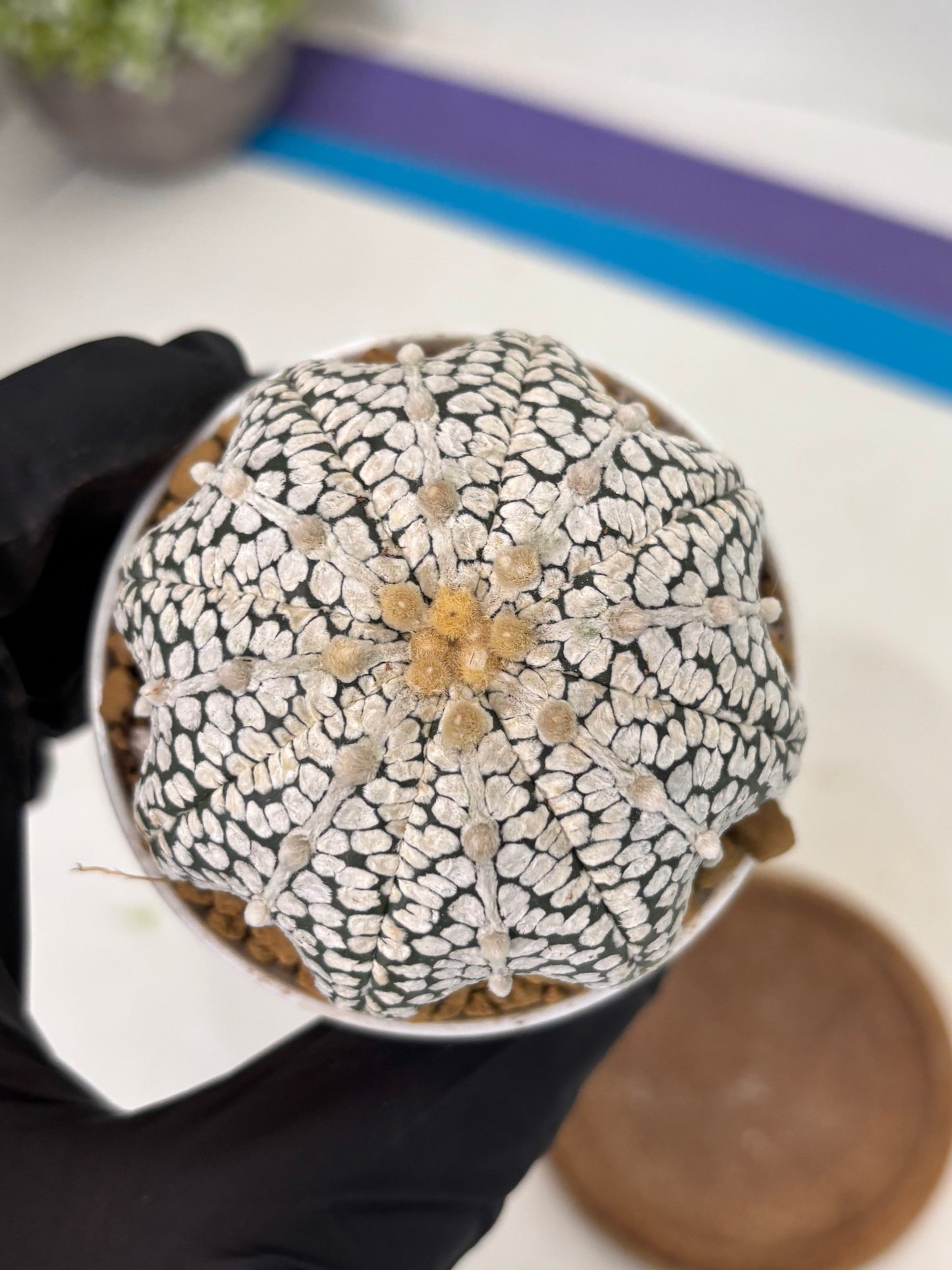 Astrophytum Star Shape (at2) (b6) | Japanese Import