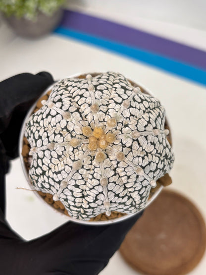 Astrophytum Star Shape (at2) (b6) | Japanese Import