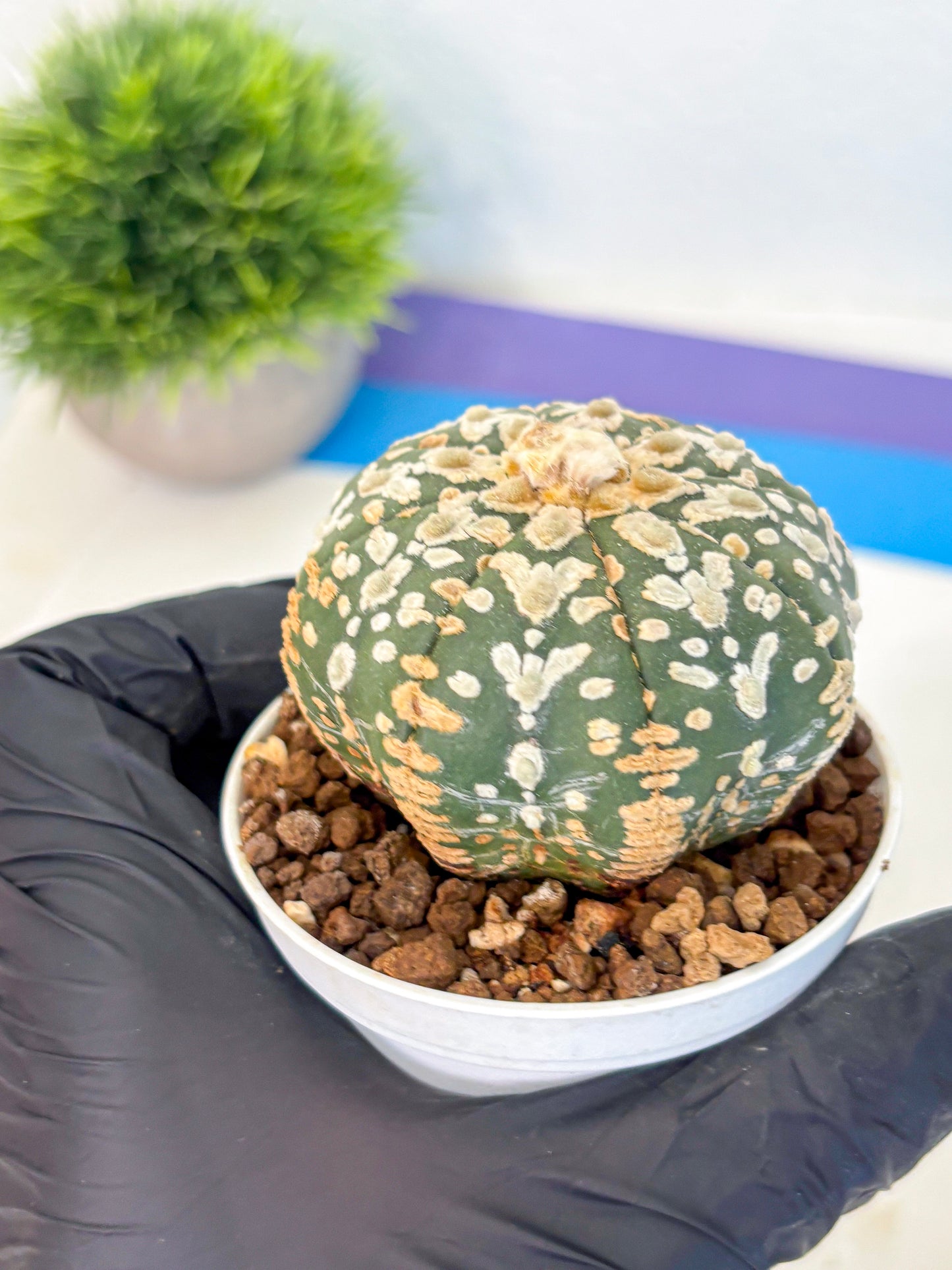 Astrophytum V Type (at5) (11) |  Sea urchin cactus