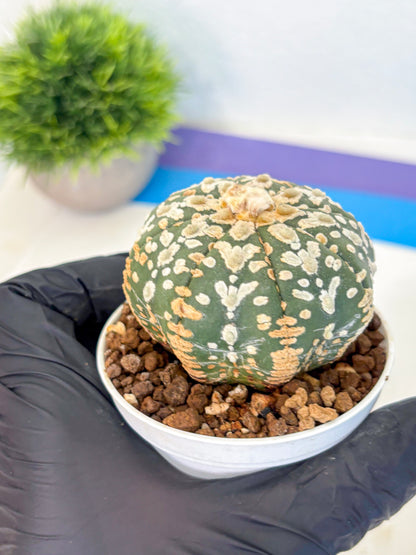 Astrophytum V Type (at5) (11) |  Sea urchin cactus