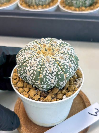Astrophytum V-Type (at5) (y3) | Rare imported Plant