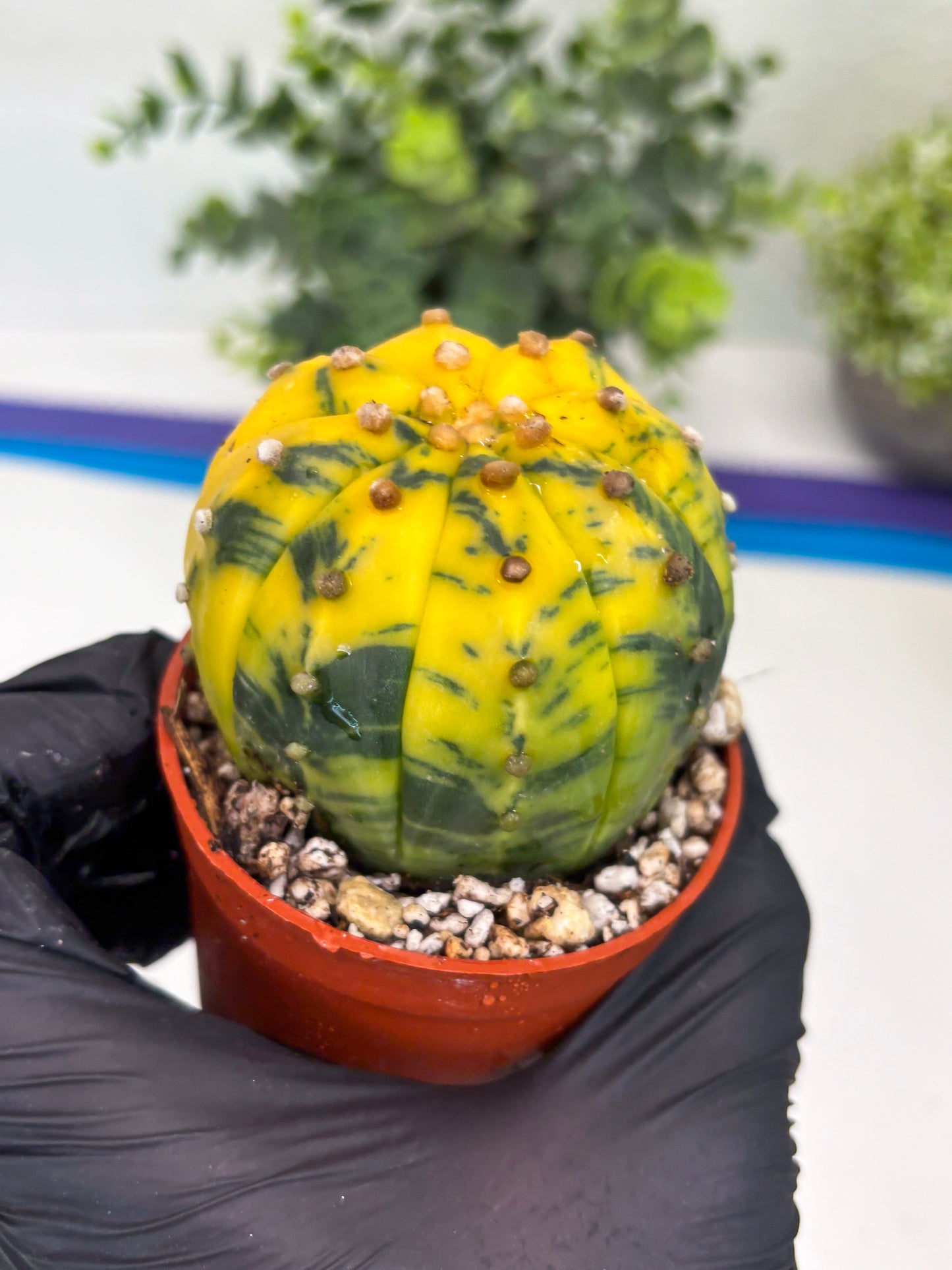 Astrophytum Variegated (T5) (o5) | Nevada Plant Seller | 3" Pot