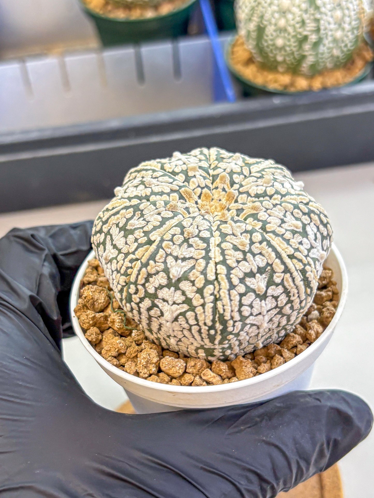Astrophytum V Type (at2) (12) | Live Plant | Rare Collection