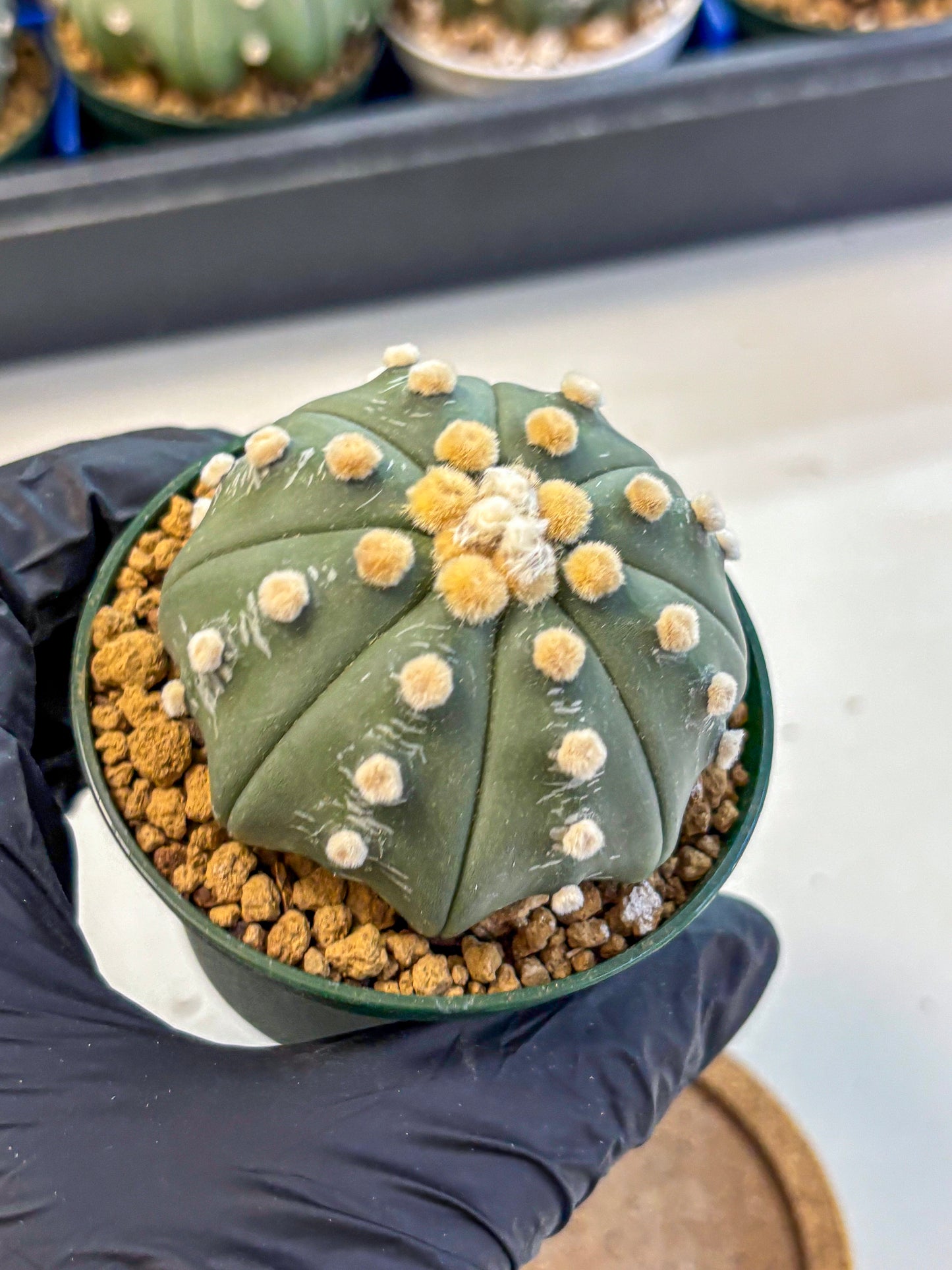 Astrophytum Oobito Nudum (at9) (12) | Cactus Plant