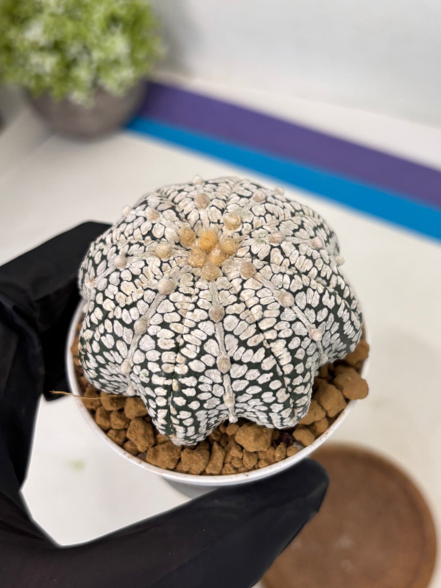 Astrophytum Star Shape (at2) (b6) | Japanese Import